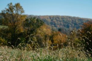 Values in Motion: Leading with Wisdom