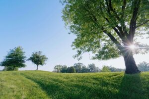 Values in Motion: Leading with Wisdom