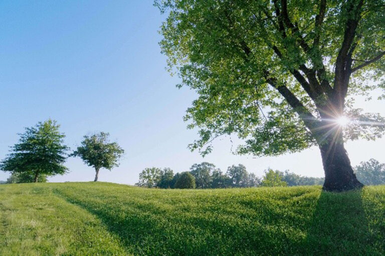Values in Motion: Leading with Wisdom